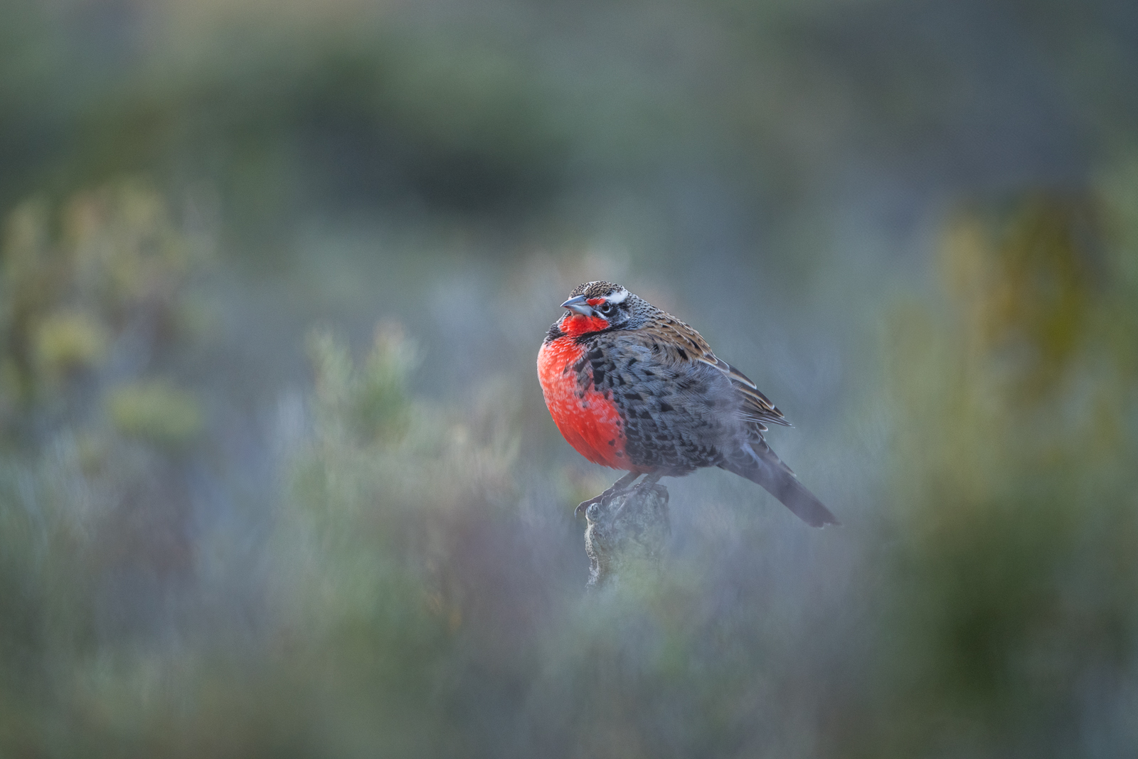 Long-Tailed Meadowlark, Chile