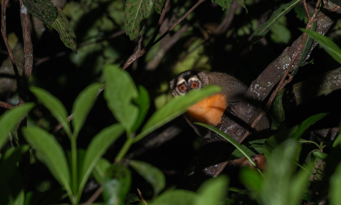 Nancy Ma's Night Monkey, Peru