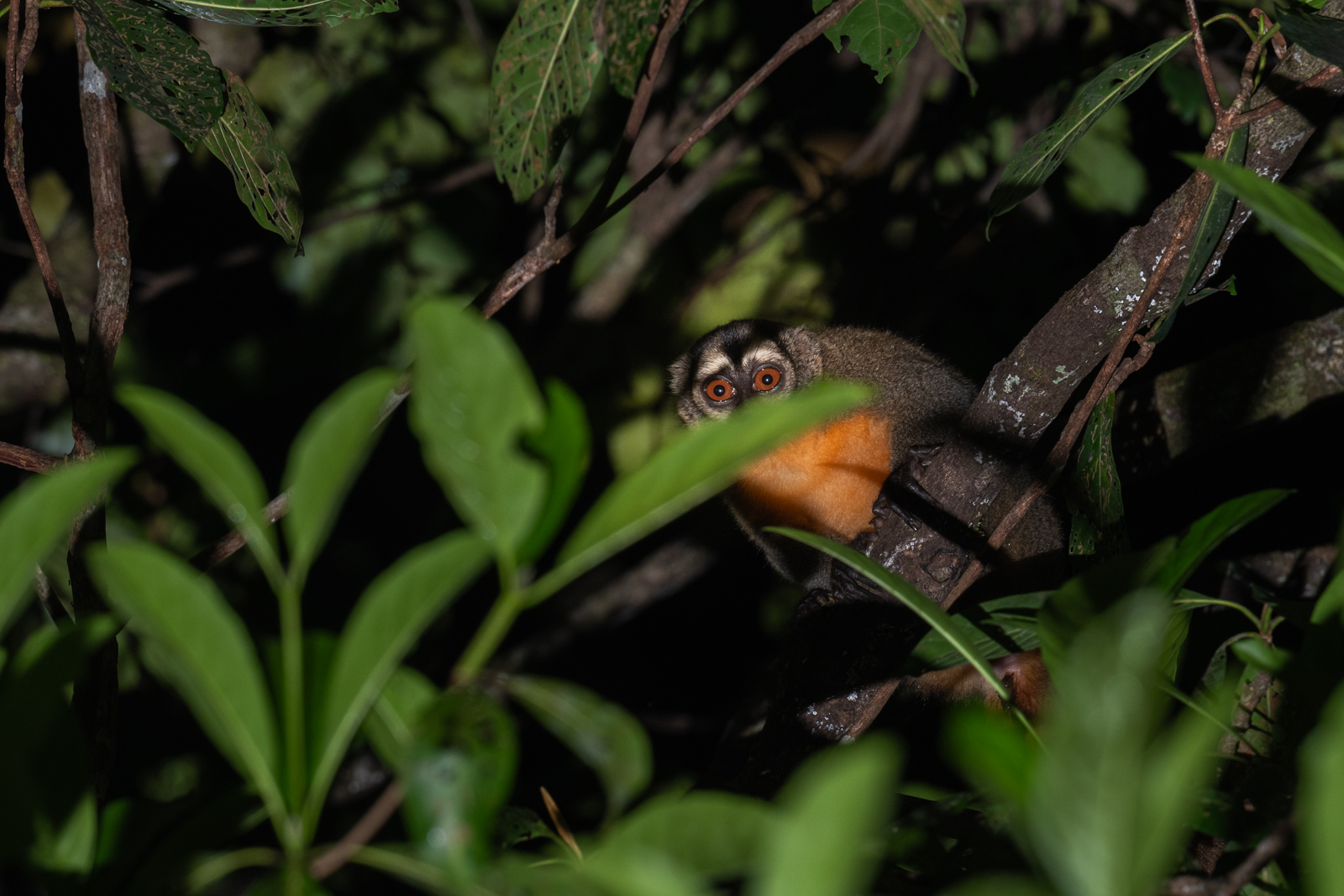 Nancy Ma's Night Monkey, Peru