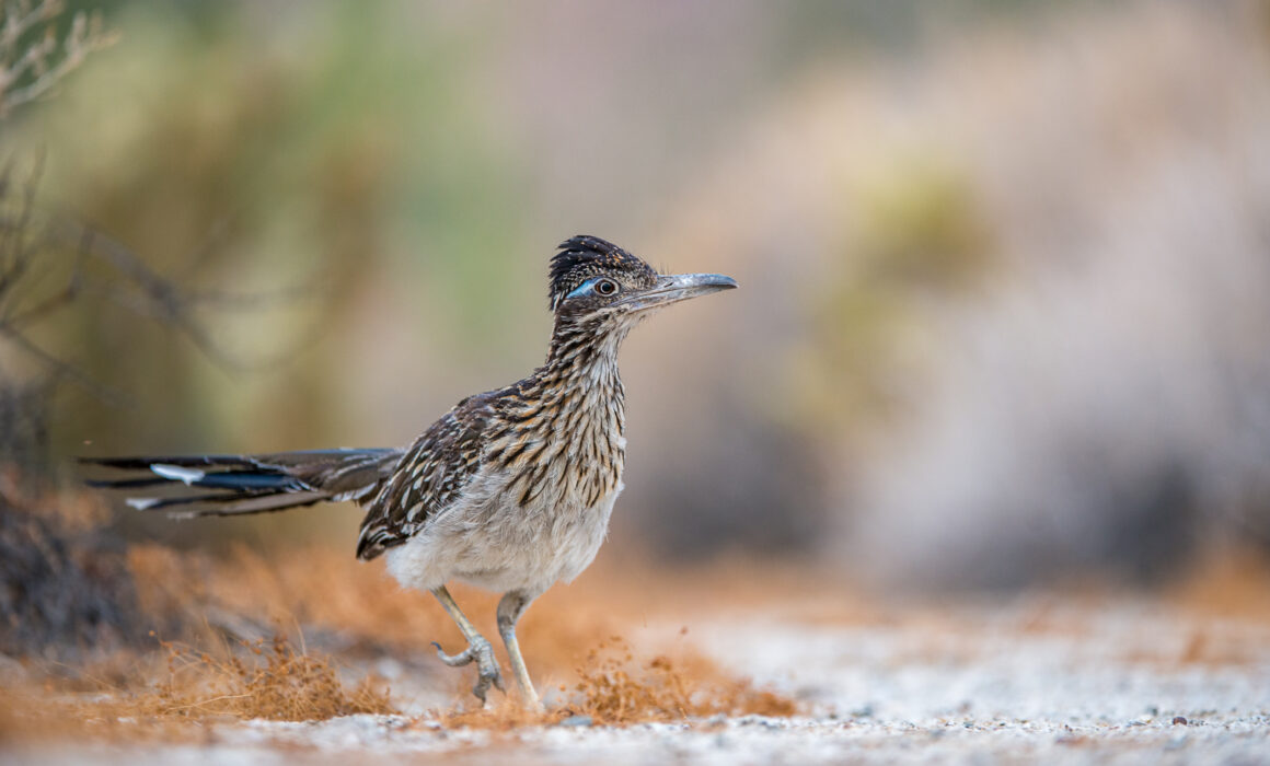 Greater Roadrunner, California