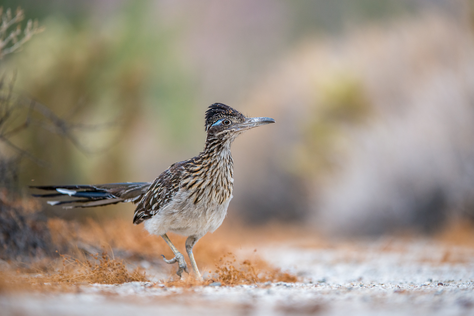 Greater Roadrunner, California