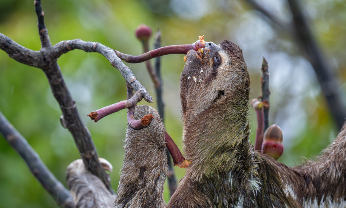 Three-Toed Sloth, Peru