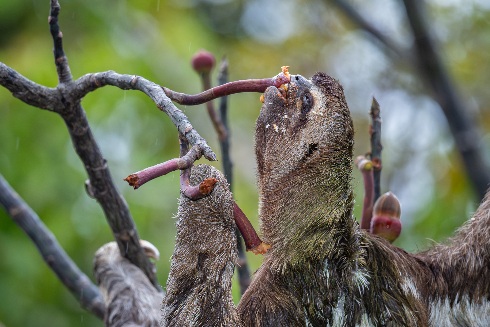 Three-Toed Sloth, Peru