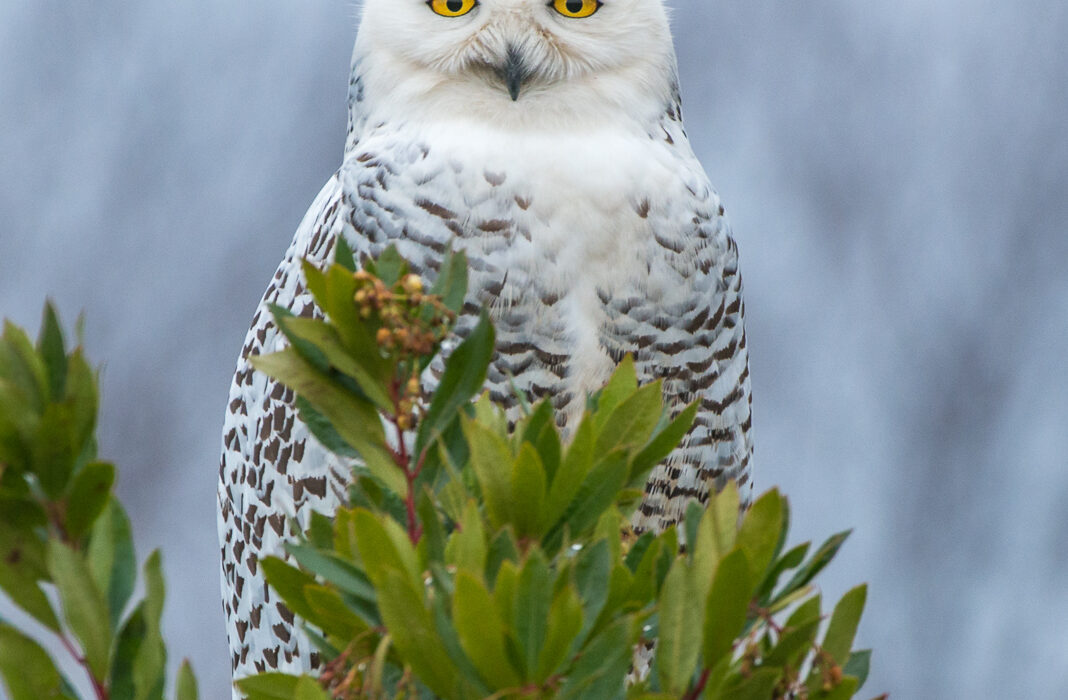 Snowy Owl, British Columbia, Canada