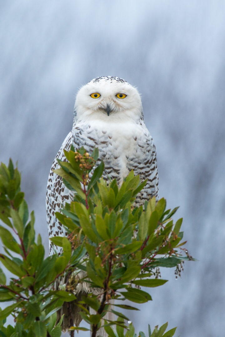 Snowy Owl, British Columbia, Canada