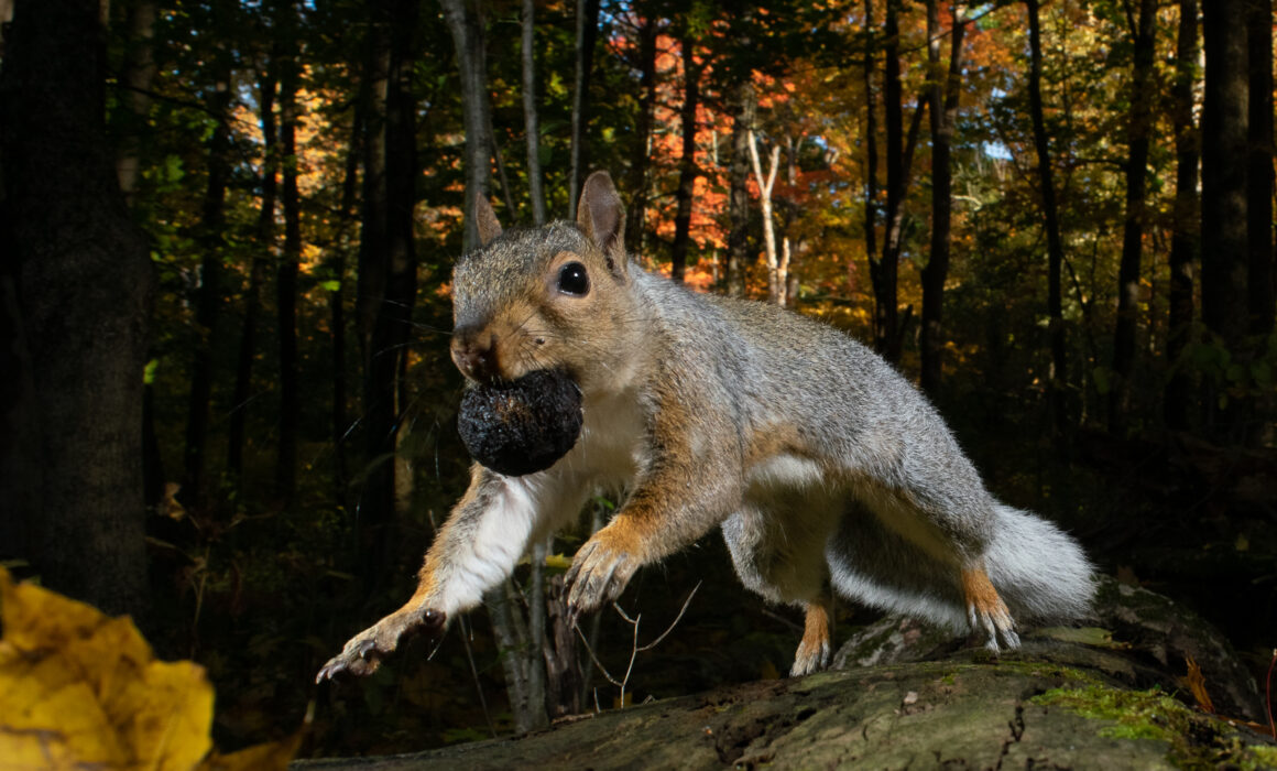 Squirrel and his Nut, Connecticut