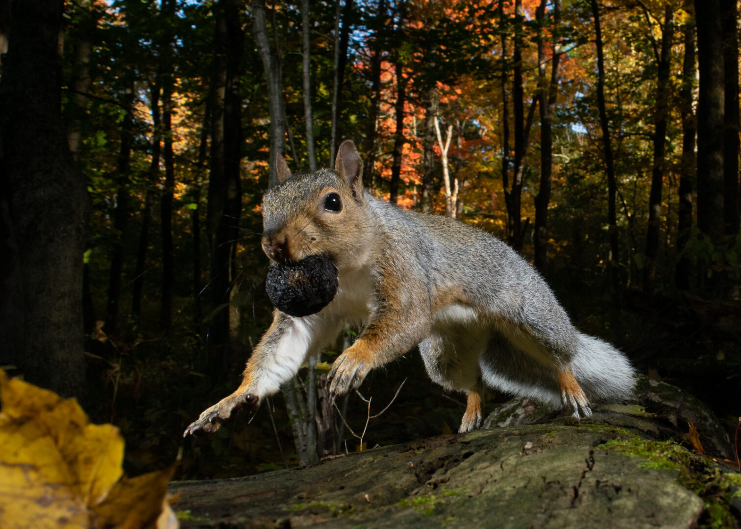 Squirrel and his Nut, Connecticut