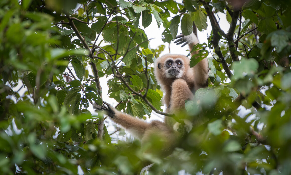 White-Handed Gibbon, Thailand