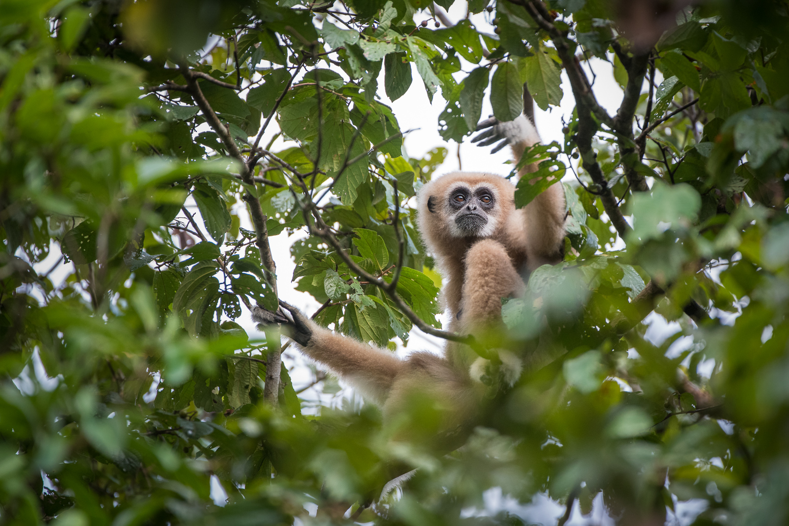 White-Handed Gibbon, Thailand
