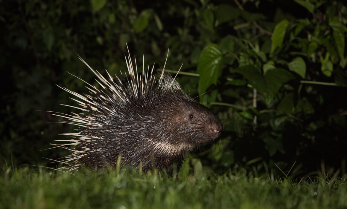 Malayan Porcupine, Thailand