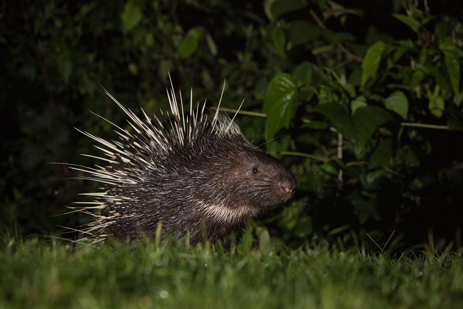 Malayan Porcupine, Thailand