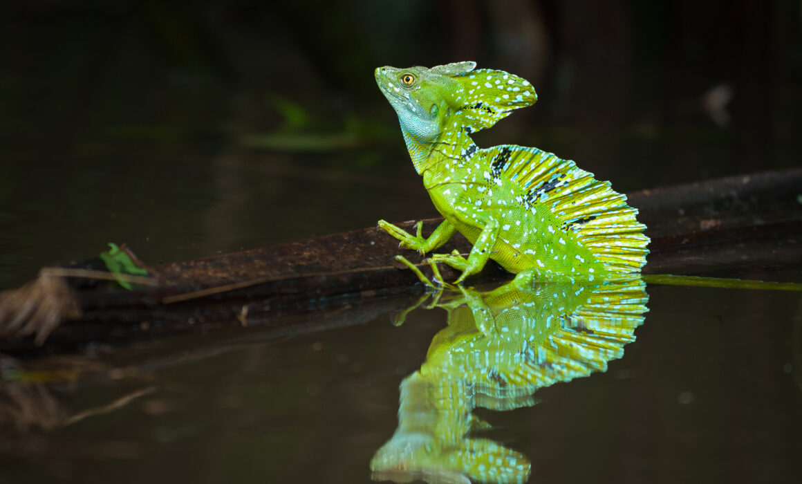 Plumed Basilisk Lizard, Costa Rica