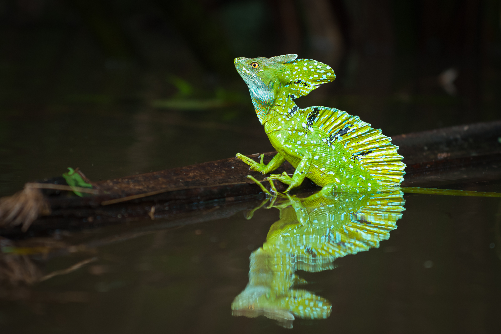 Plumed Basilisk Lizard, Costa Rica