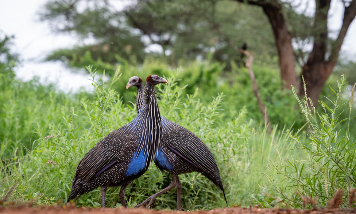 Vulturine Guineafowl, Kenya