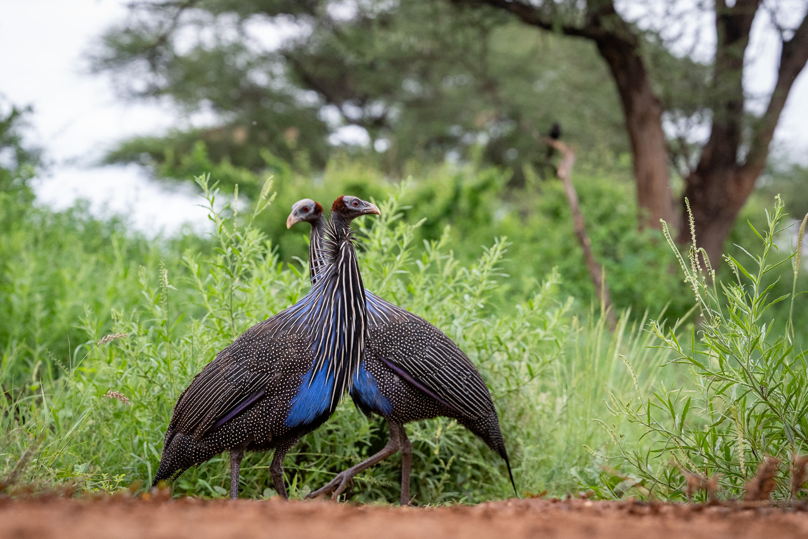 Vulturine Guineafowl, Kenya