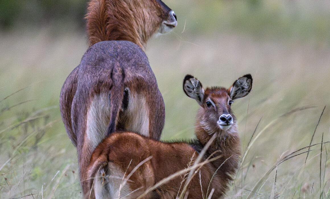 Waterbuck and Calf, Kenya