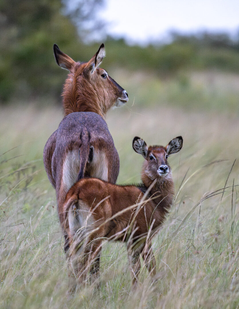 Waterbuck and Calf, Kenya