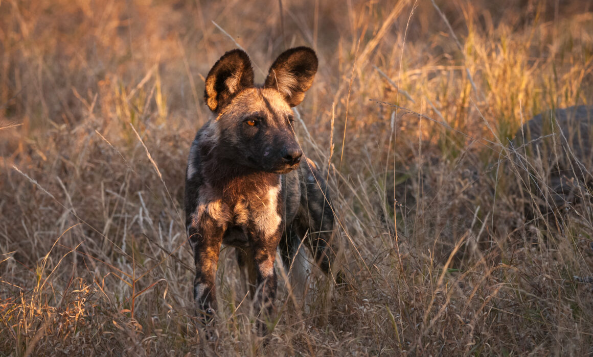 African Wild Dog, Botswana