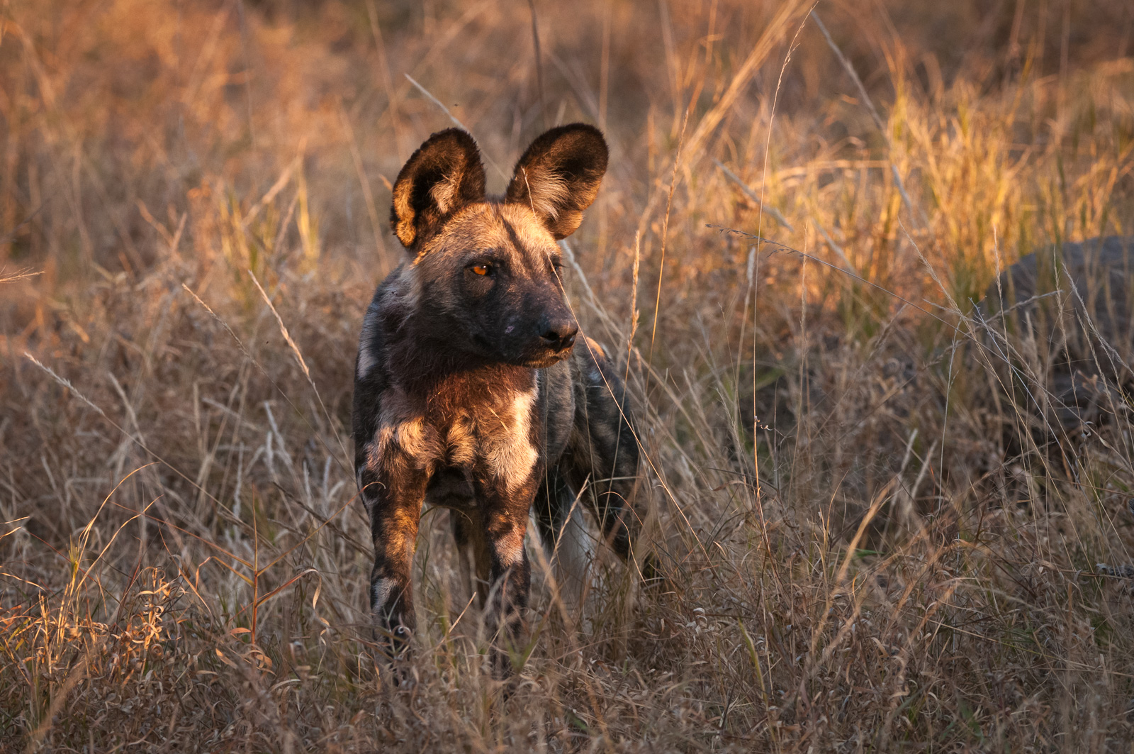 African Wild Dog, Botswana