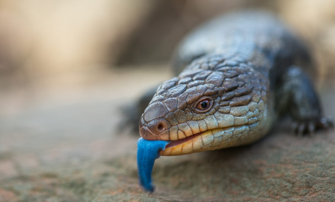 Blotched Blue-Tongued Lizard, Tasmania, Australia