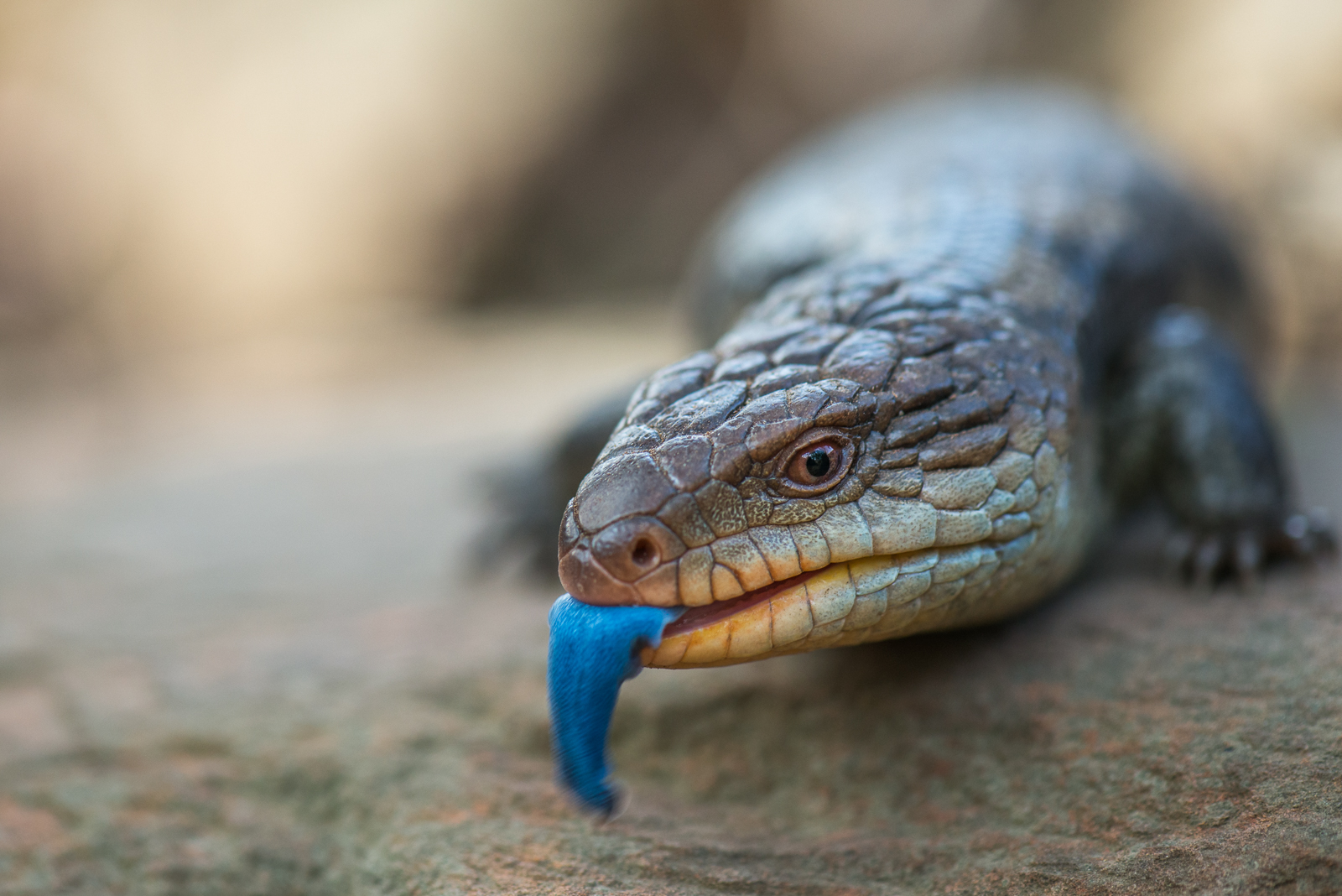 Blotched Blue-Tongued Lizard, Tasmania, Australia