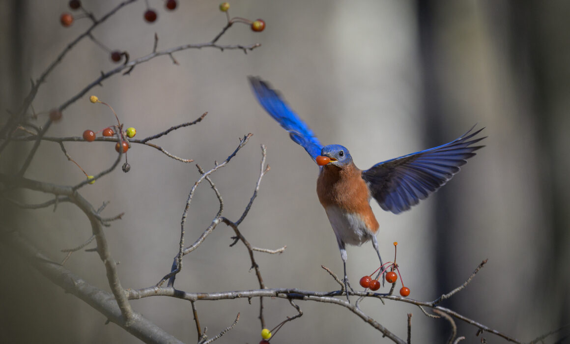 Eastern Bluebird, Connecticut