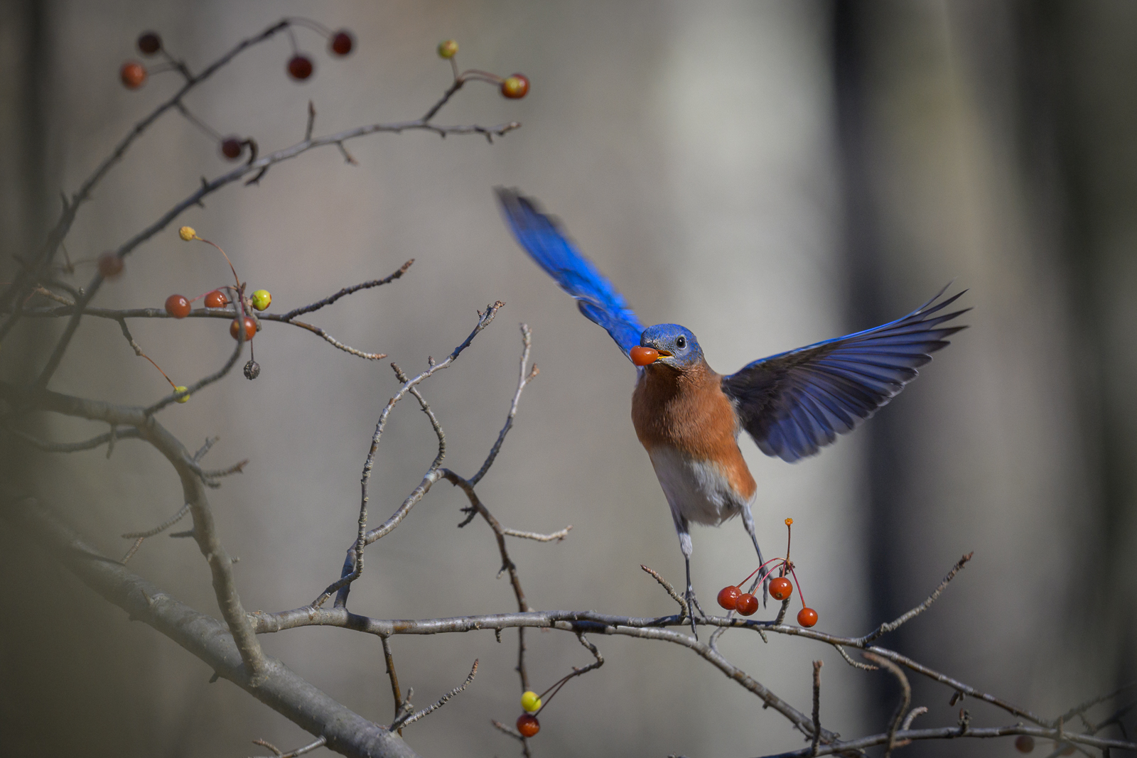 Eastern Bluebird, Connecticut