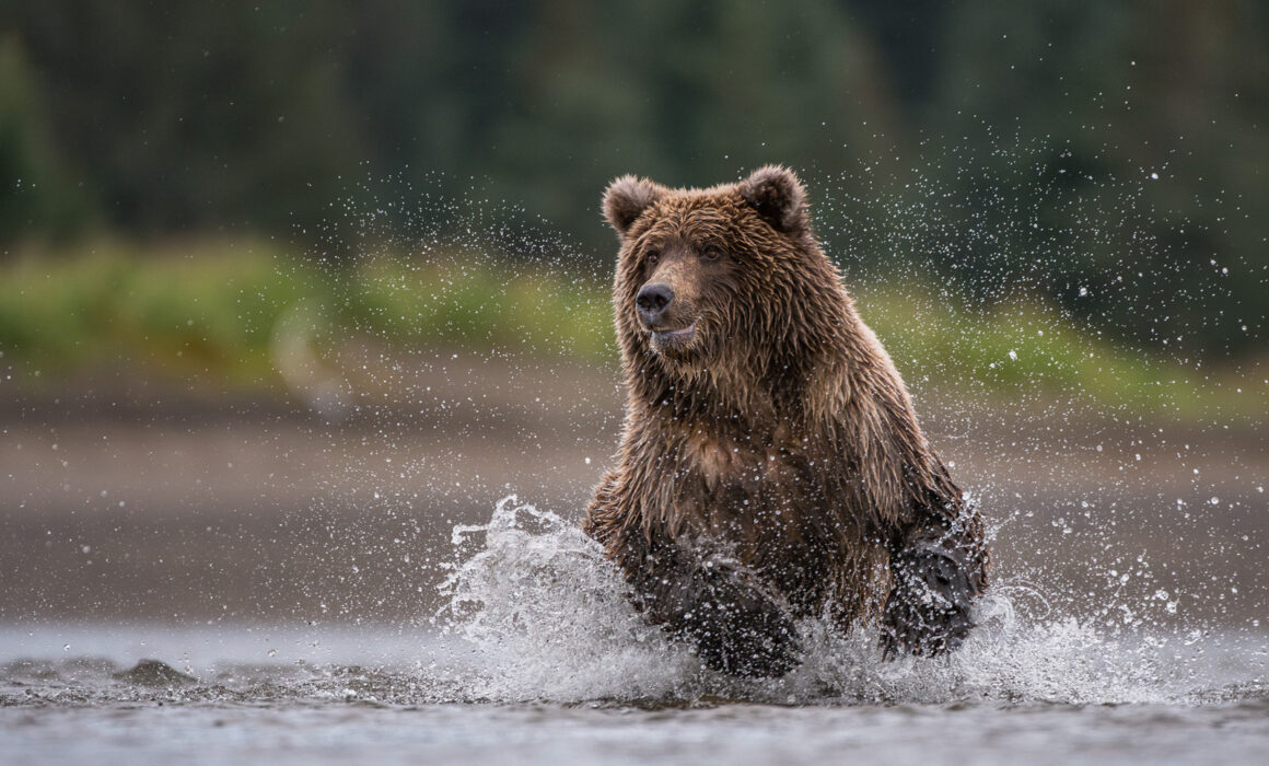Coastal Brown Bear, Alaska