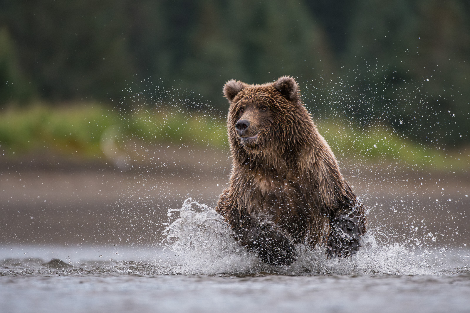 Coastal Brown Bear, Alaska