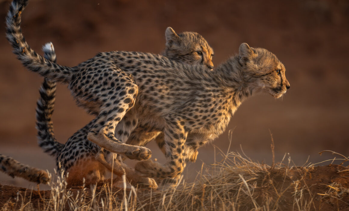 Cheetah Cubs, Kenya