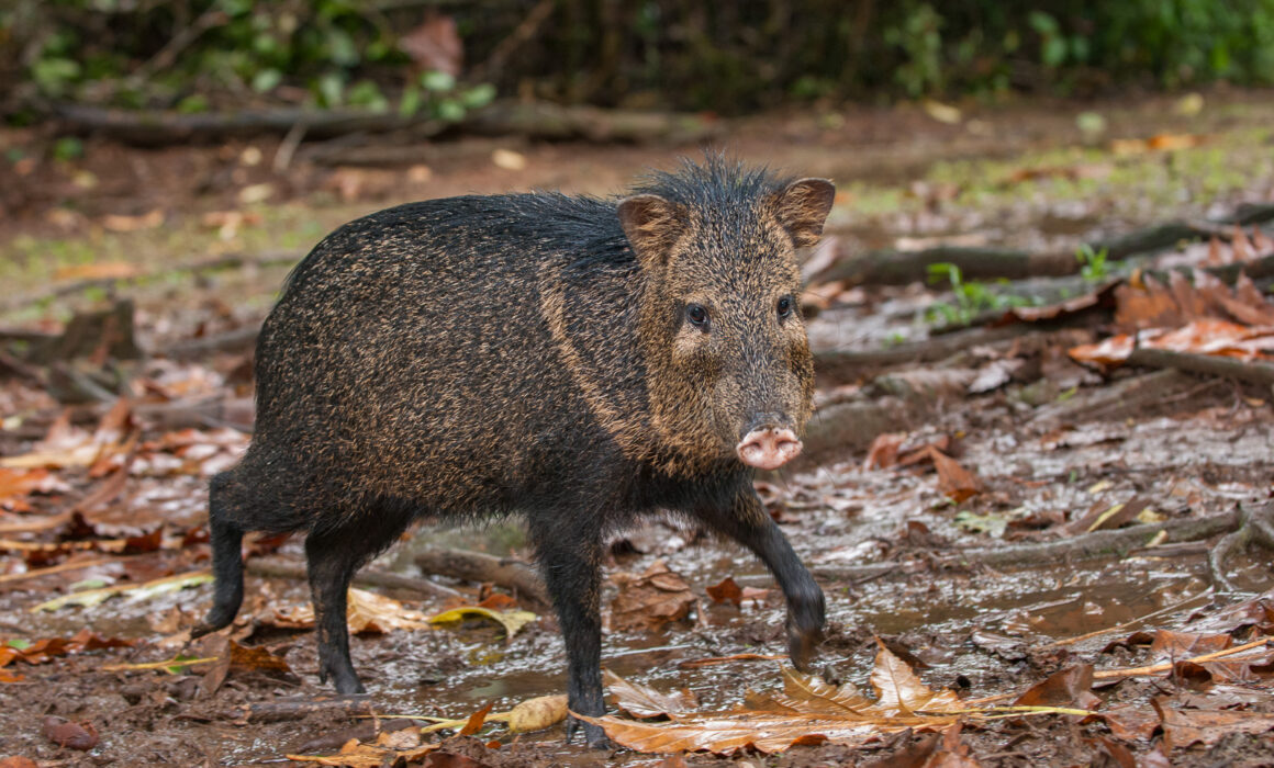 Collared Peccary, Costa Rica