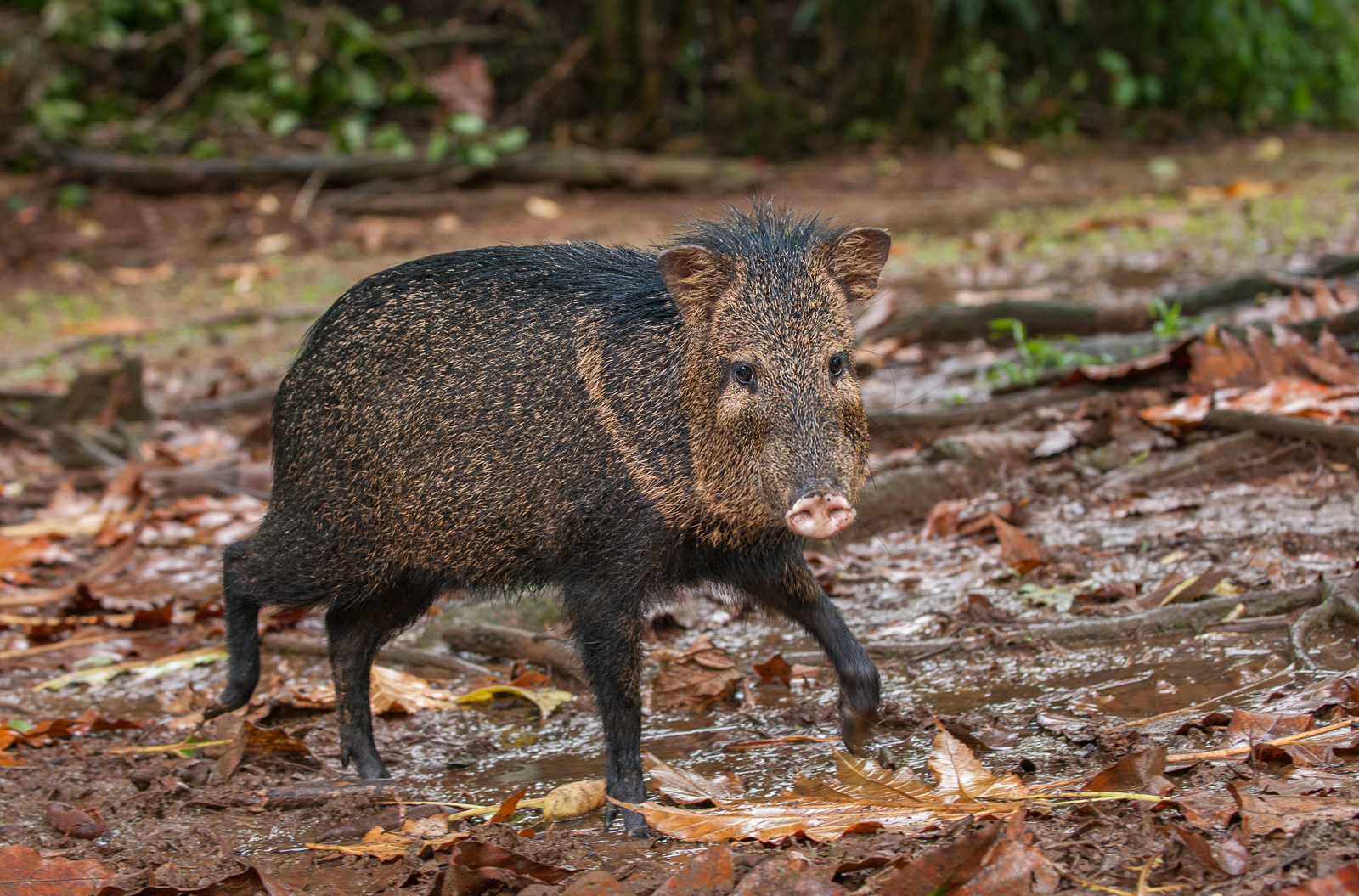 Collared Peccary, Costa Rica