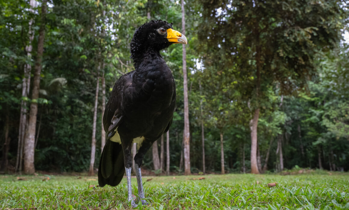Great Curassow, Guyana