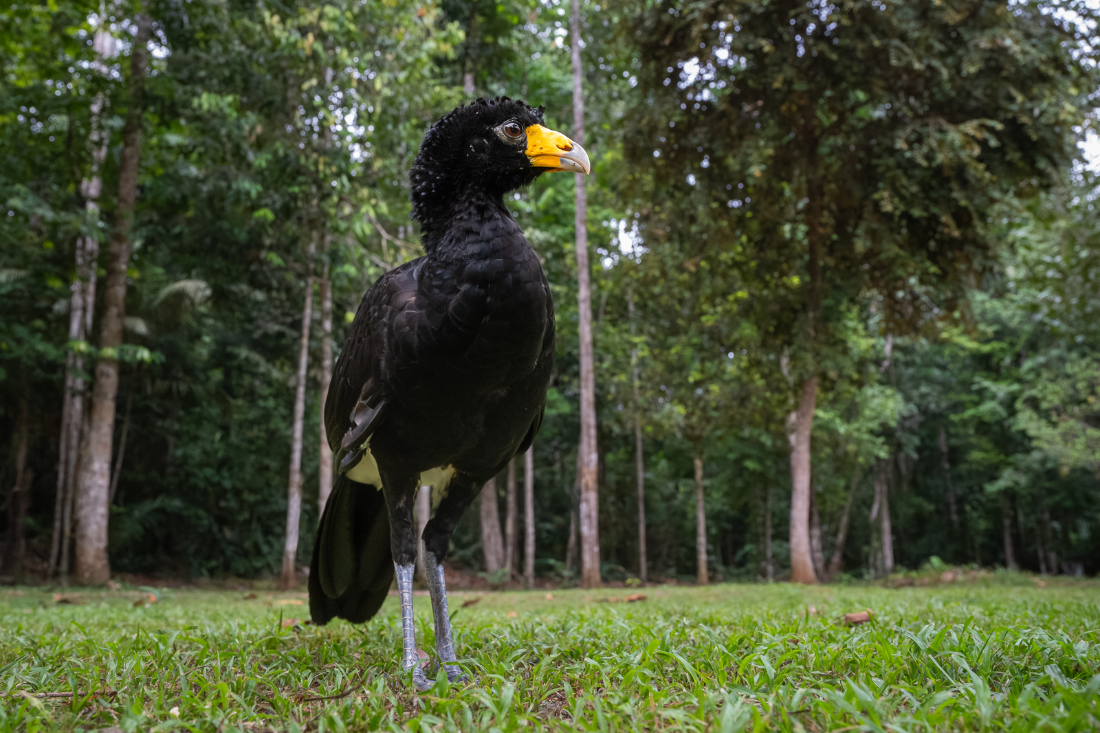 Great Curassow, Guyana