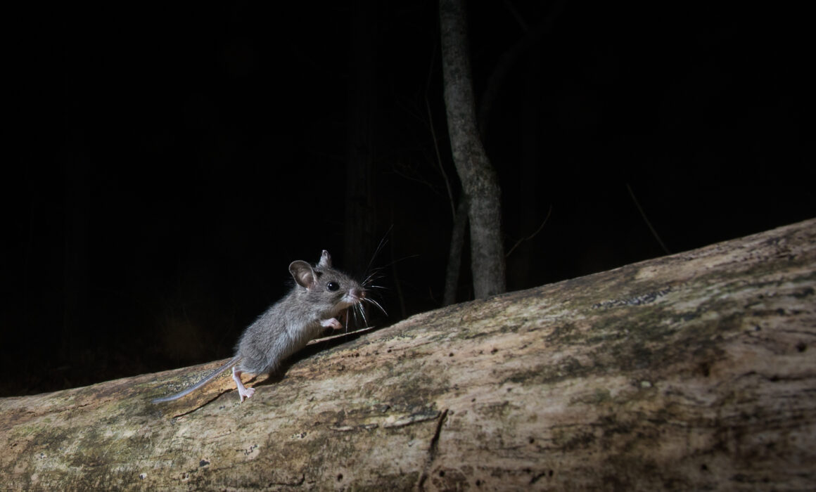 Deer Mouse, Connecticut