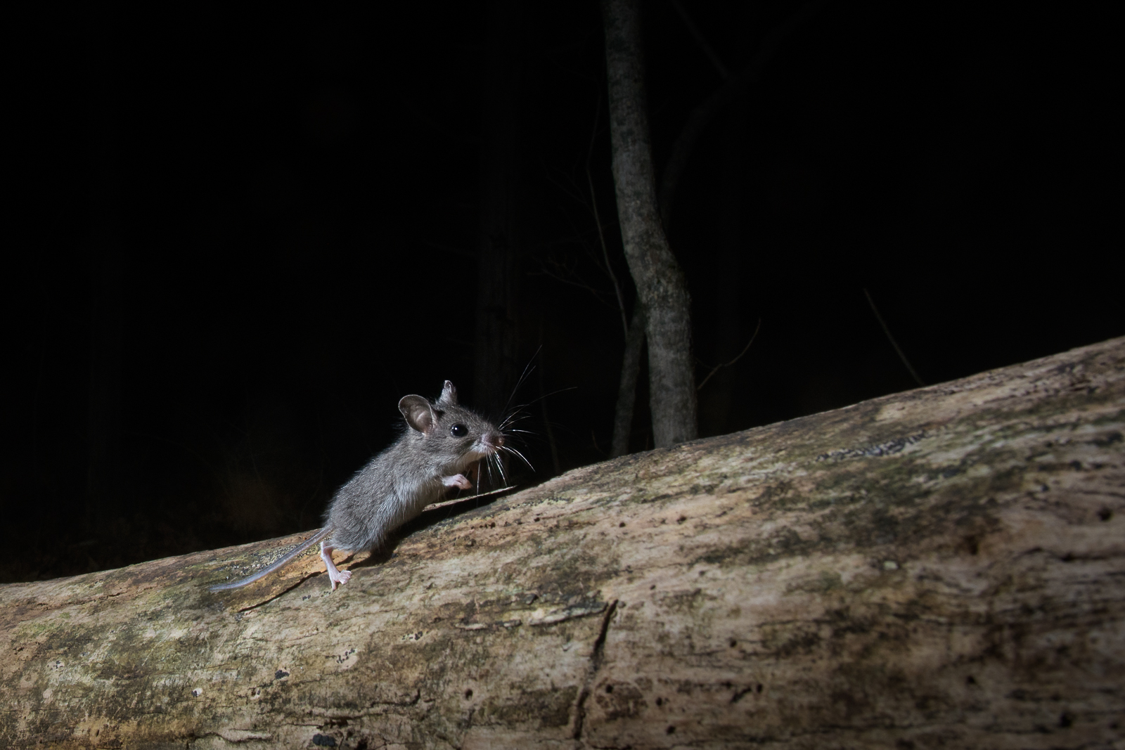 Deer Mouse, Connecticut