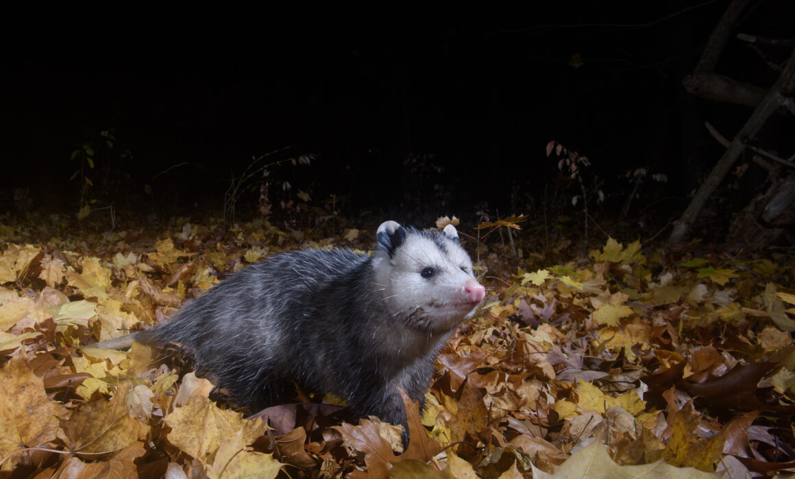 Virginia Opossum, Connecticut