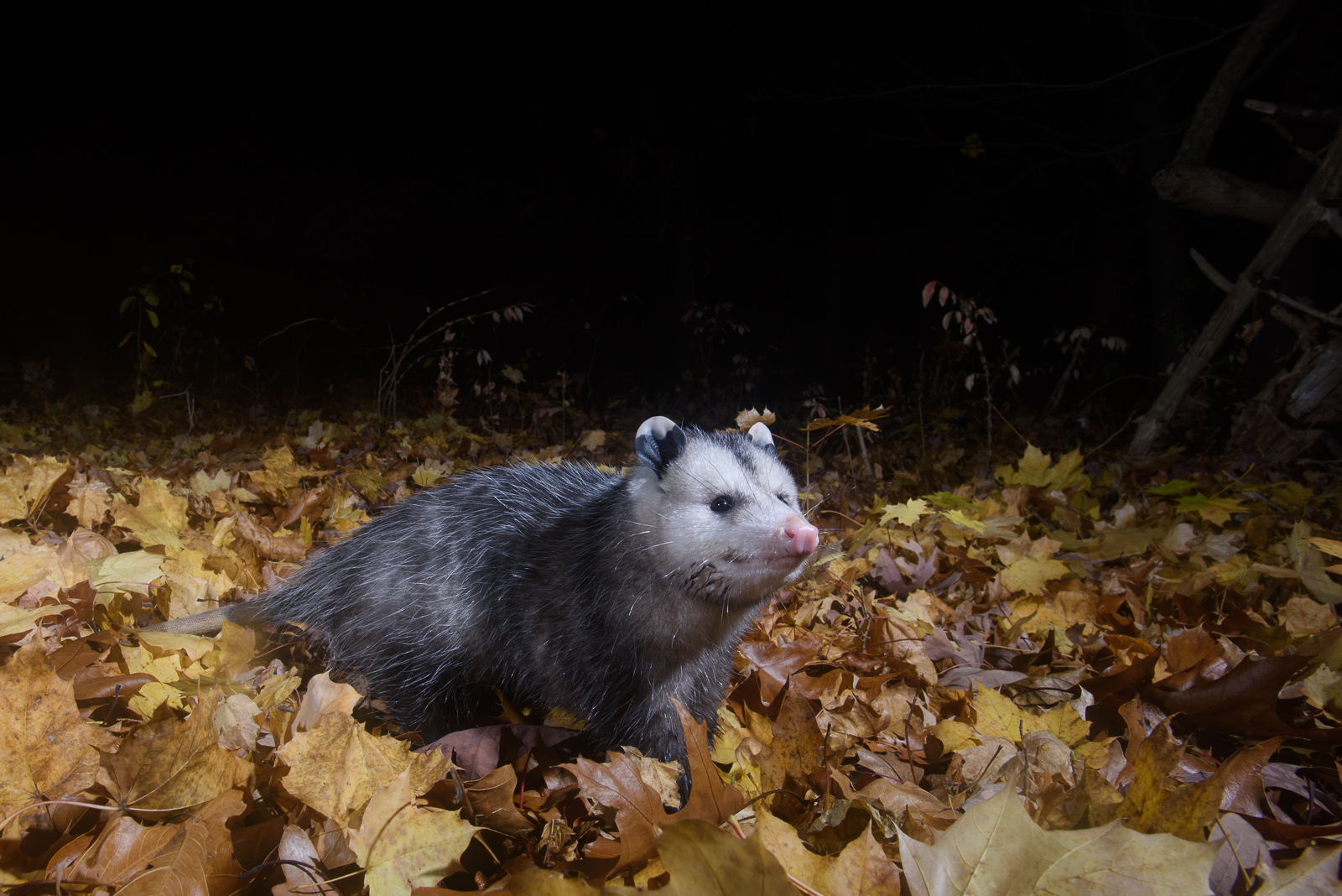 Virginia Opossum, Connecticut