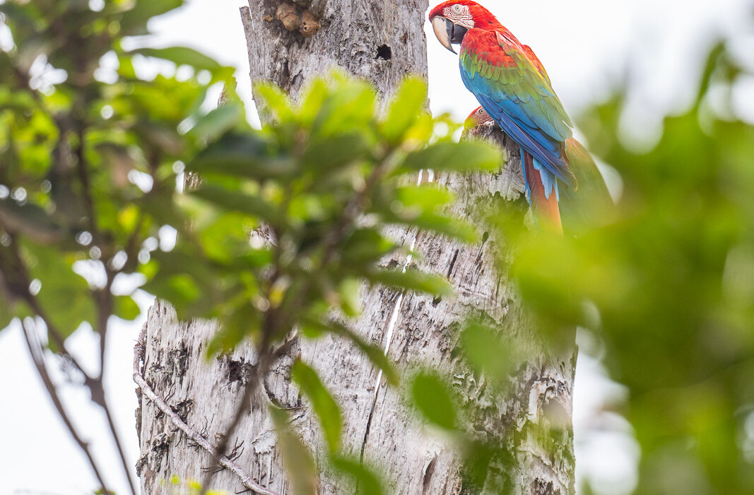 Red and Green Macaw, Guyana