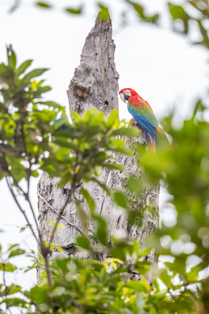 Red and Green Macaw, Guyana
