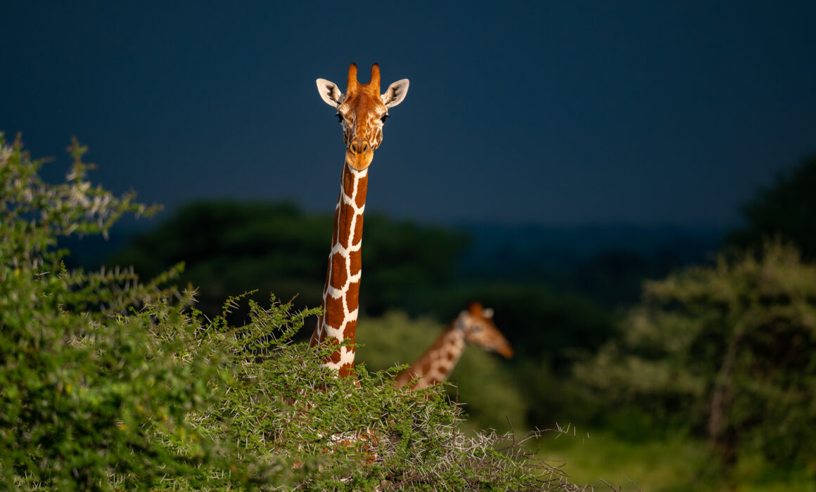 Reticulated Giraffe, Kenya