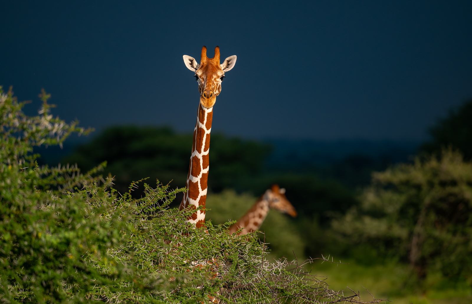 Reticulated Giraffe, Kenya