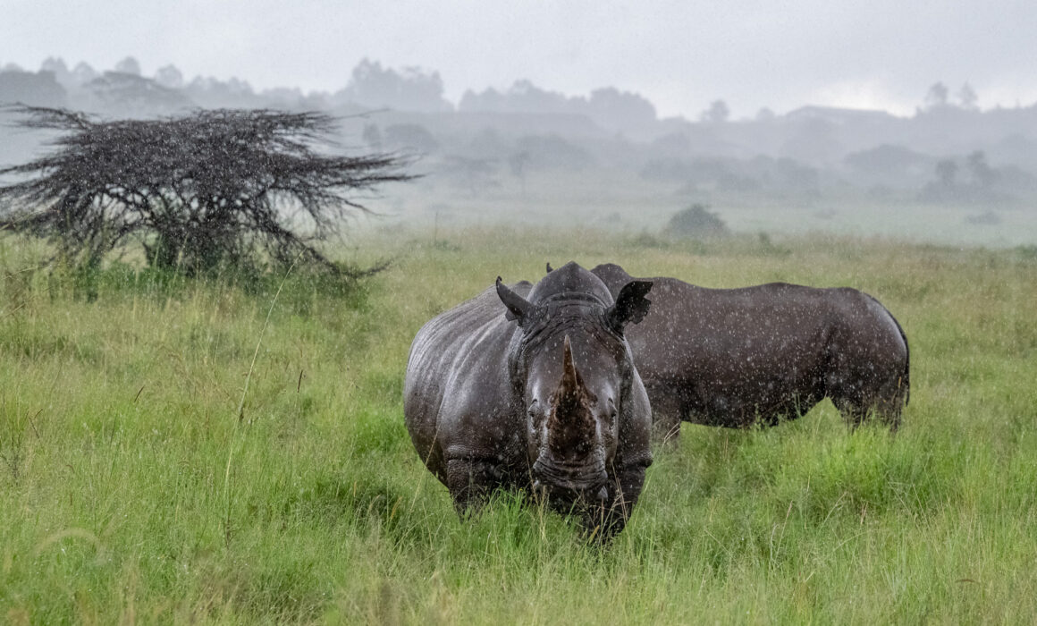 Rhinos in Rain, Kenya