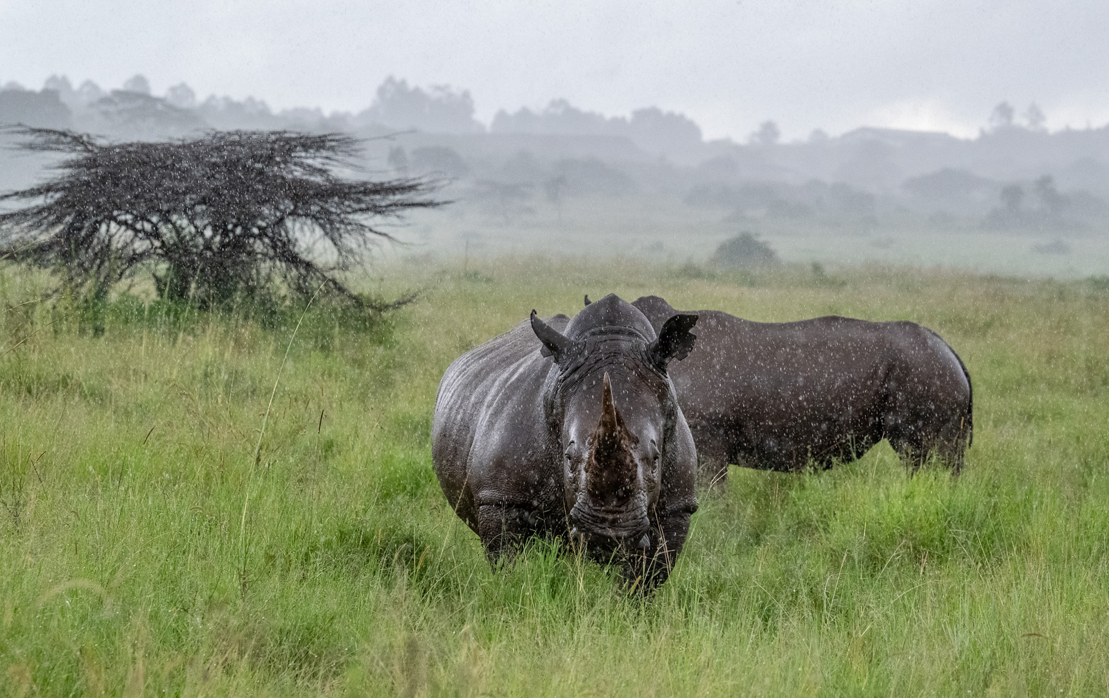 Rhinos in Rain, Kenya