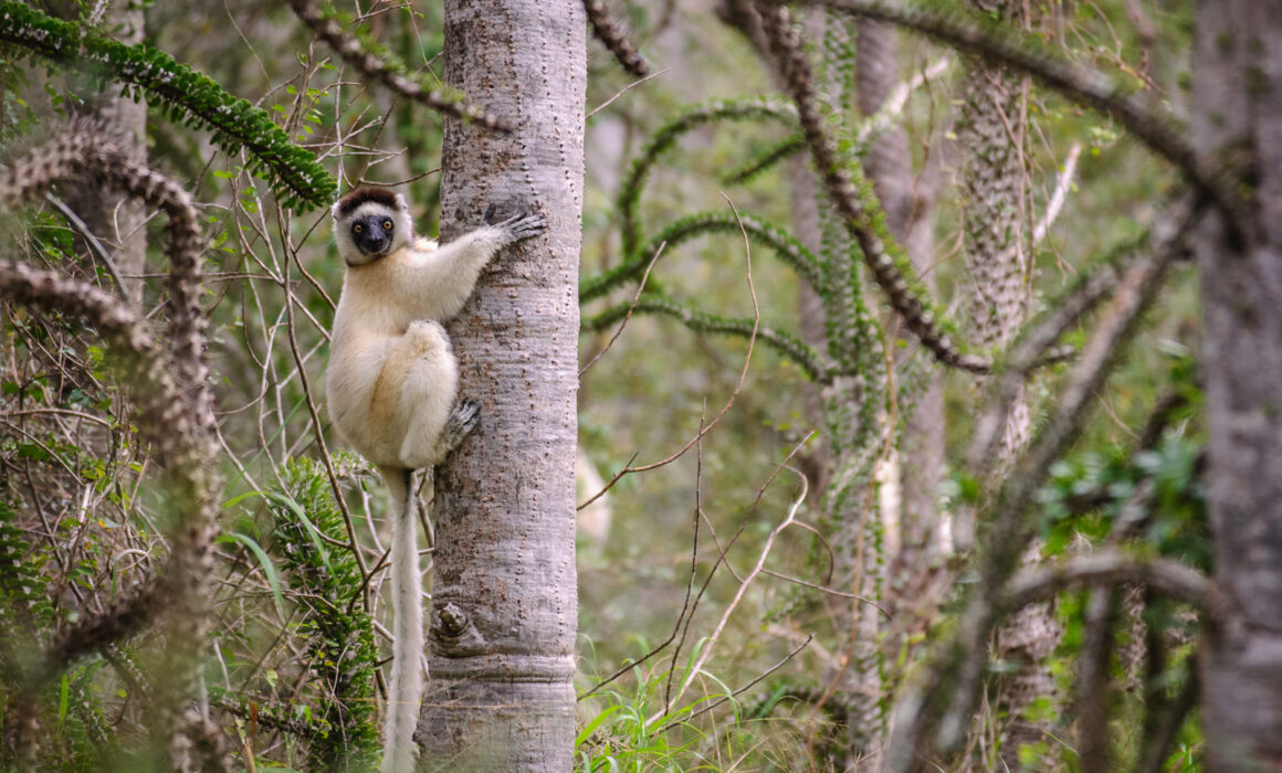 Verreaux's Sifaka, Madagascar