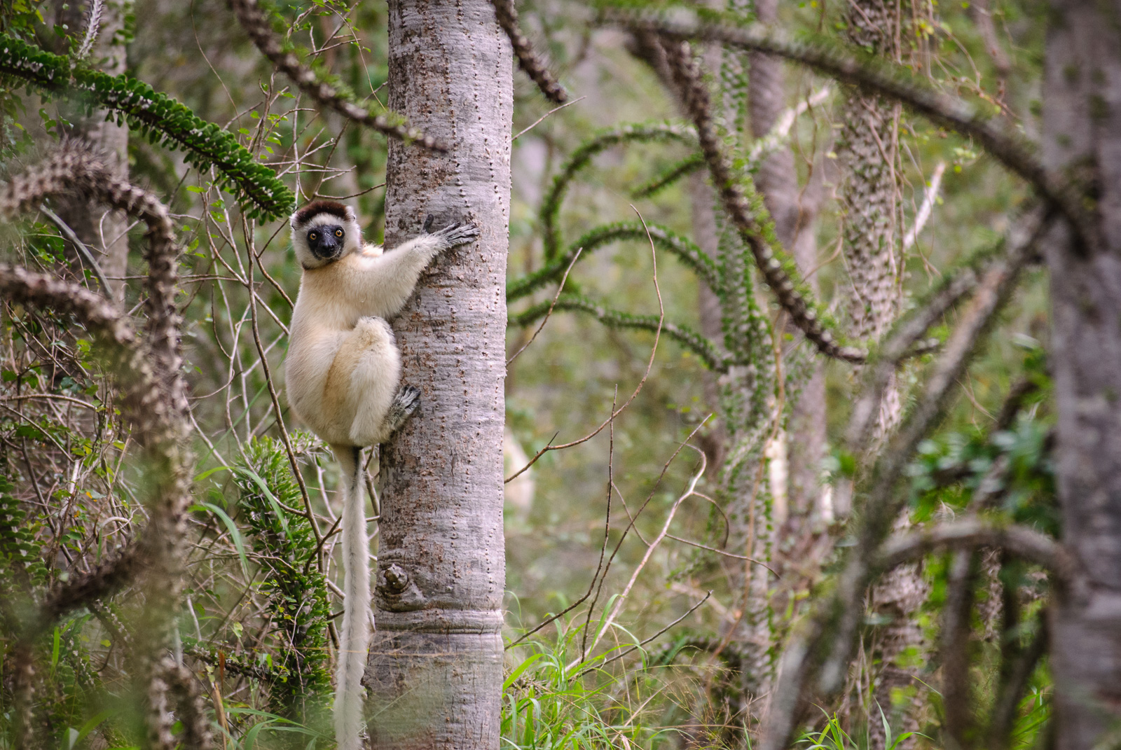 Verreaux's Sifaka, Madagascar