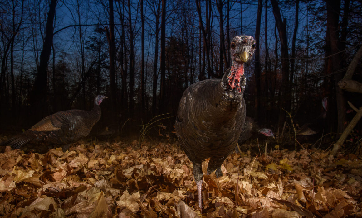 Wild Turkeys, Connecticut