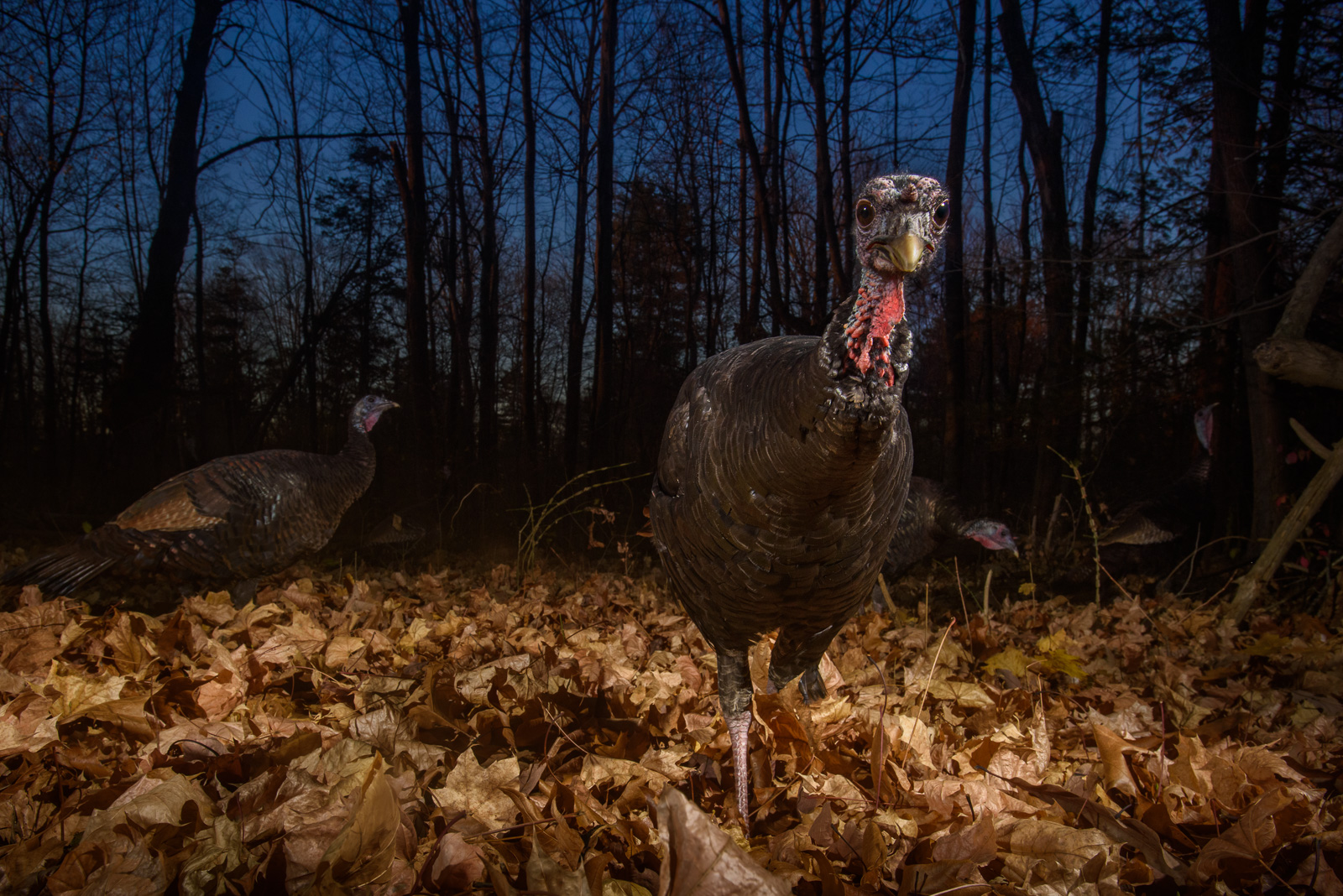 Wild Turkeys, Connecticut