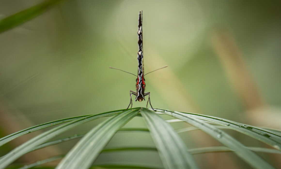 Doris Longwing Butterfly, Peru