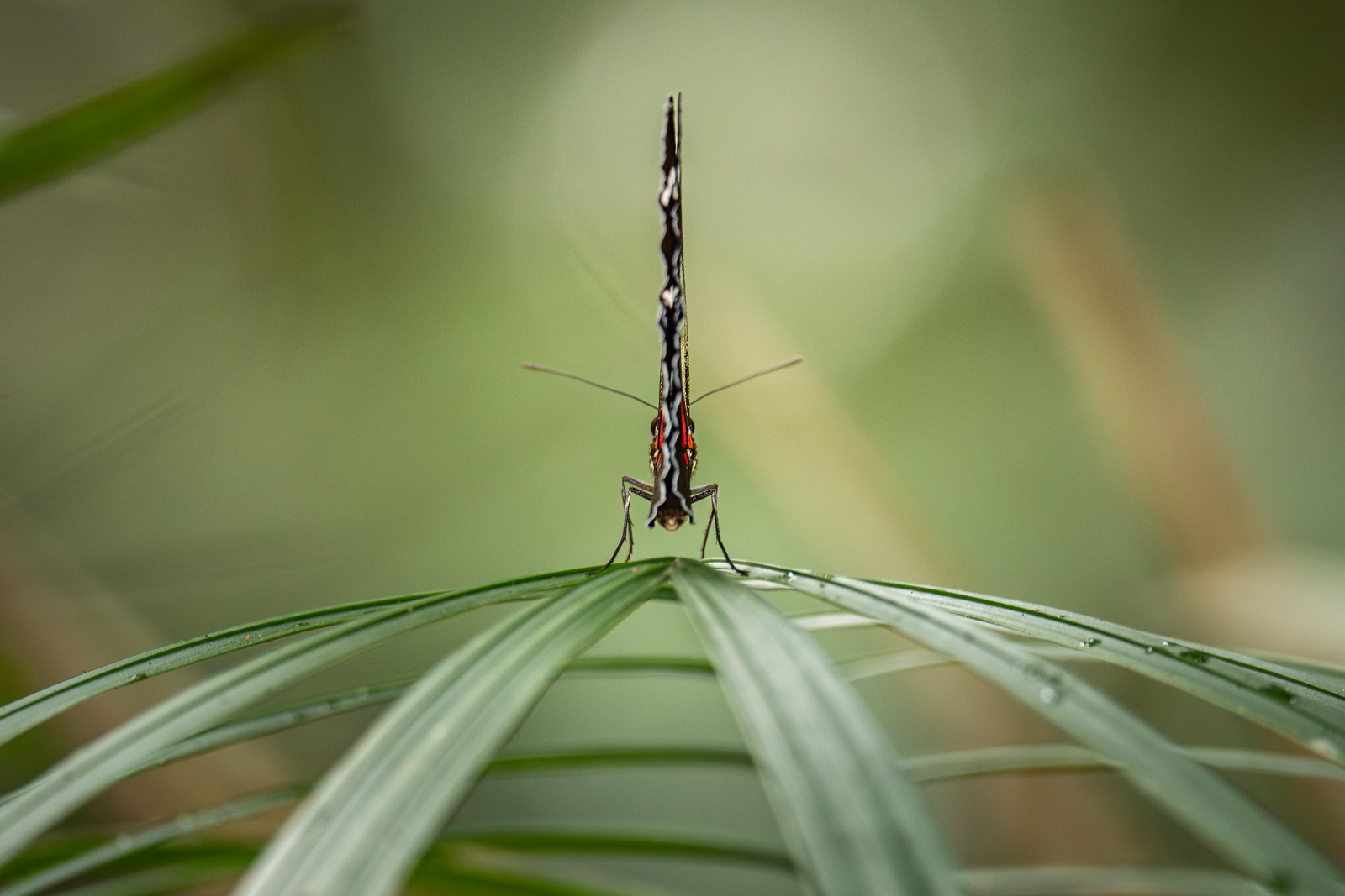 Doris Longwing Butterfly, Peru